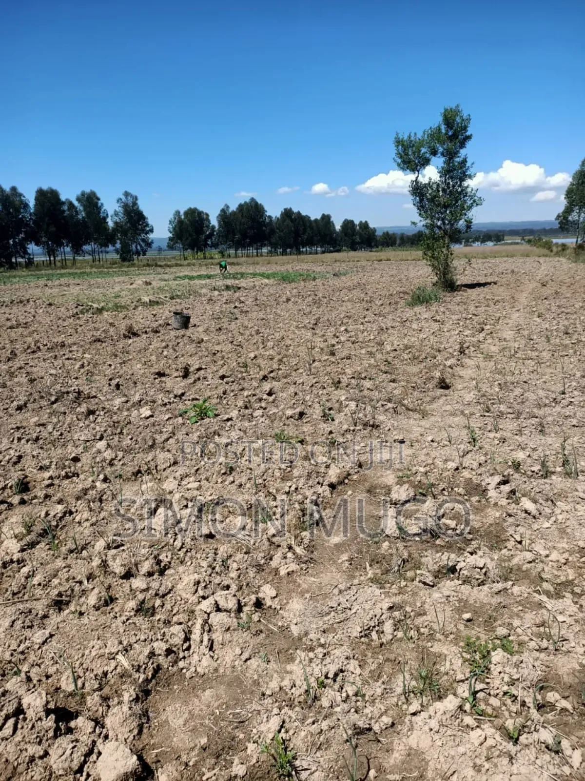 Nyandarua Ndunyu Njeru Nyakio Prime Agricultural 1 Acre