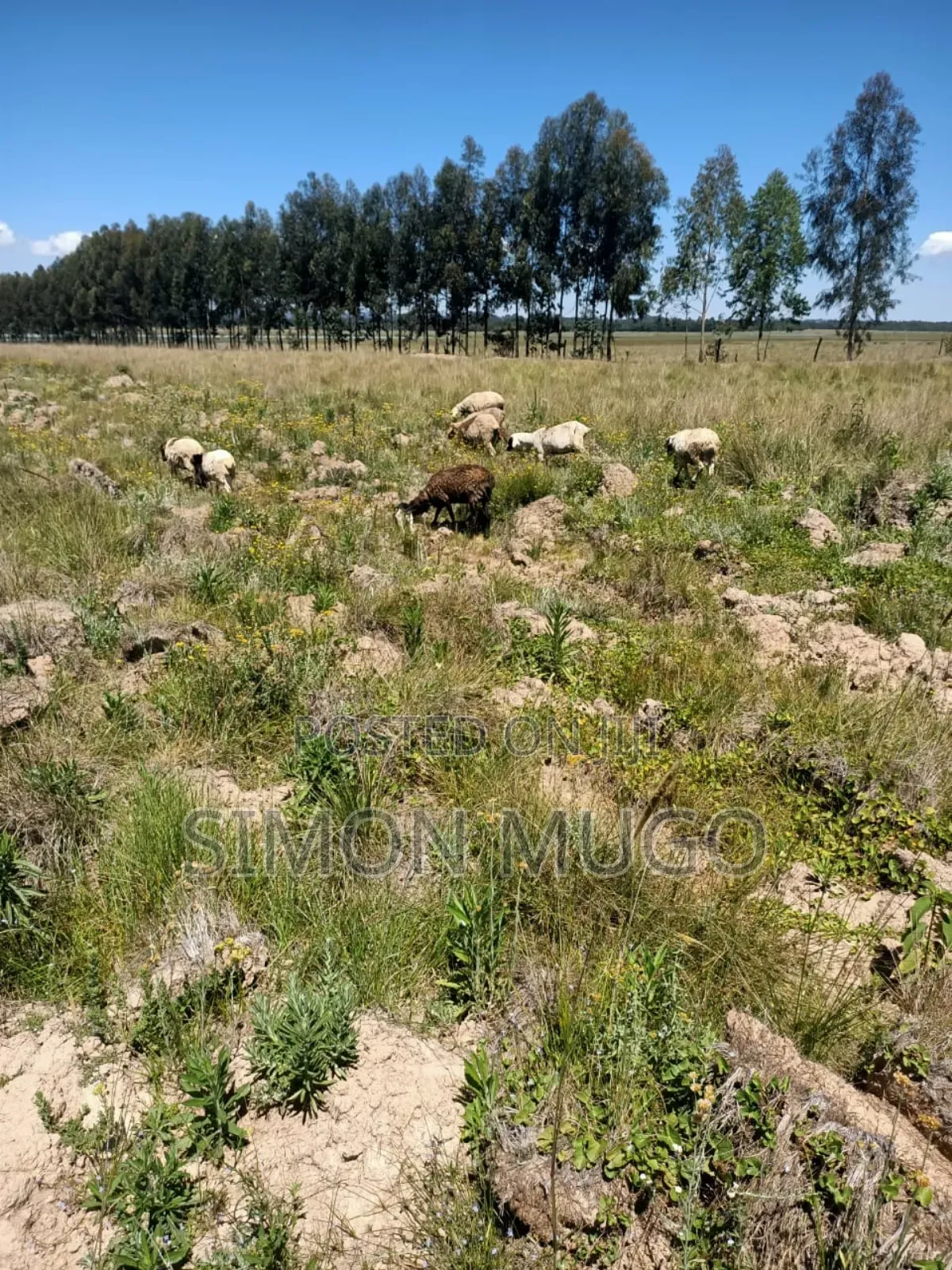 Nyandarua Ndunyu Njeru Nyakio Prime Agricultural 1 Acre