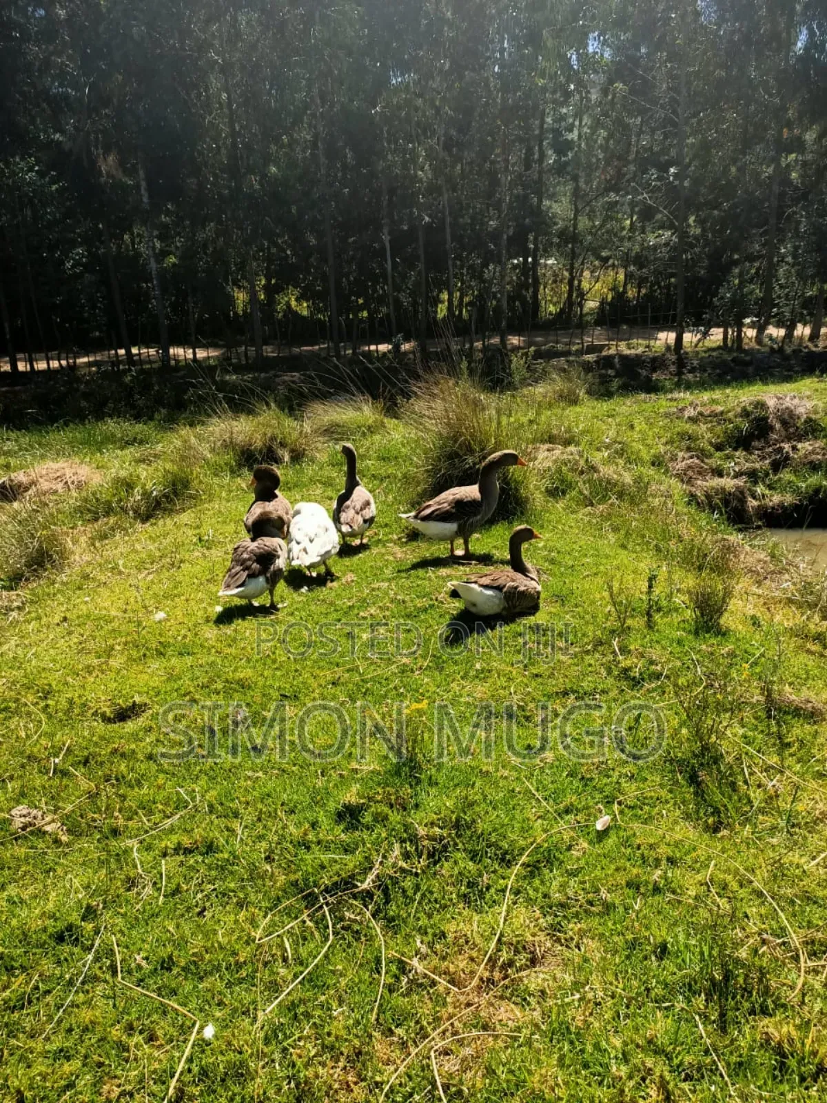 Nyandarua Ndunyu Njeru Nyakio Prime Agricultural 1 Acre