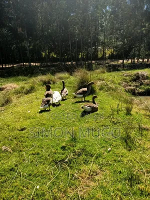 Nyandarua Ndunyu Njeru Nyakio Prime Agricultural 1 Acre