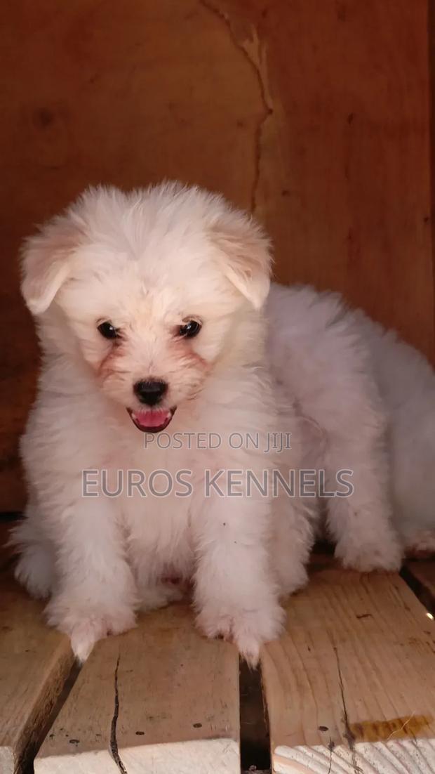 1-3 months Male Purebred Havanese