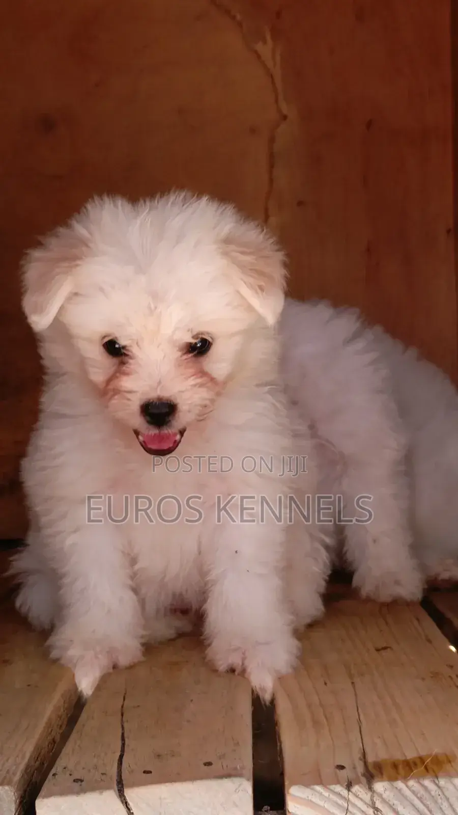 1-3 months Male Purebred Havanese