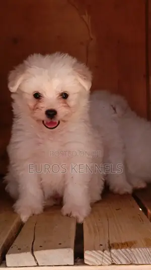 1-3 months Male Purebred Havanese