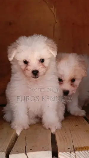 1-3 months Male Purebred Havanese