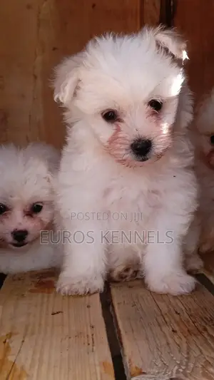 1-3 months Male Purebred Havanese