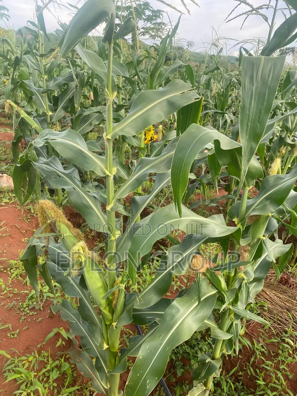 107 Acres In Gachuriri Embu- County