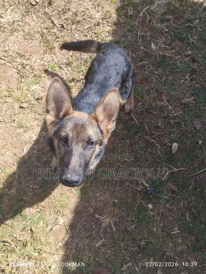 3-6 months Female Purebred German Shepherd - thumbnail 2