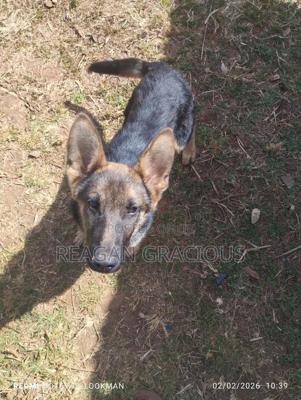 3-6 months Female Purebred German Shepherd - main view