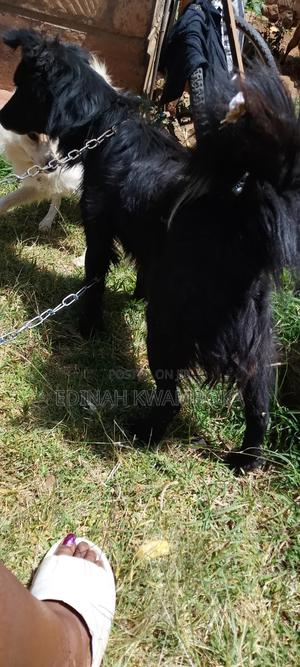 3-6 months Male Purebred Japanese Spitz - main view