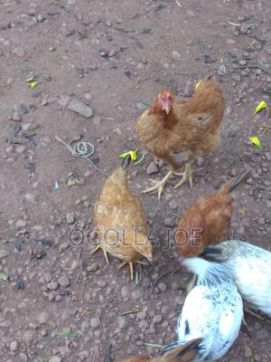 Chicken Kienyeji - main view