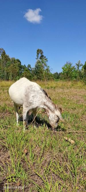 Pregnant Goat for Sale - main view