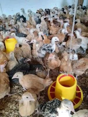 Improved Kienyeji Chicks - main view