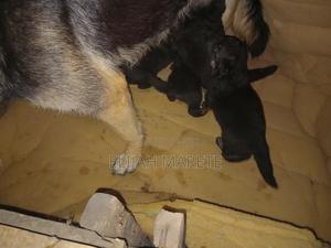 0-1 month Female Purebred German Shepherd - thumbnail 2