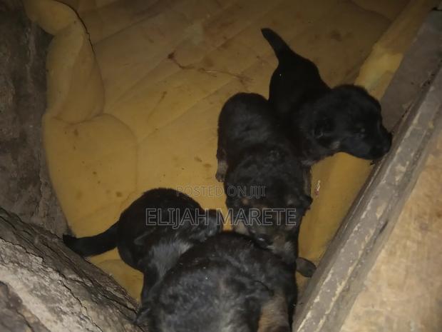 0-1 month Female Purebred German Shepherd - thumbnail 3