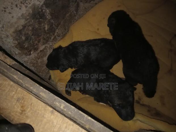 0-1 month Female Purebred German Shepherd - thumbnail 4