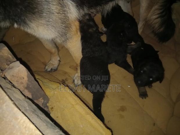 0-1 month Female Purebred German Shepherd - thumbnail 5