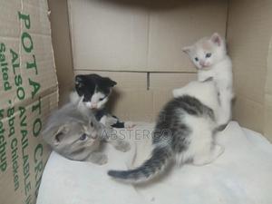 0-1 month Female Mixed Breed Hybrid kittens