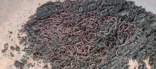 Vermicompost Organic Fertilizer - thumbnail 6