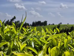 Land for Sale in Riara Ridge,Tigoni