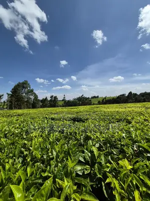Land for Sale in Riara Ridge,Tigoni