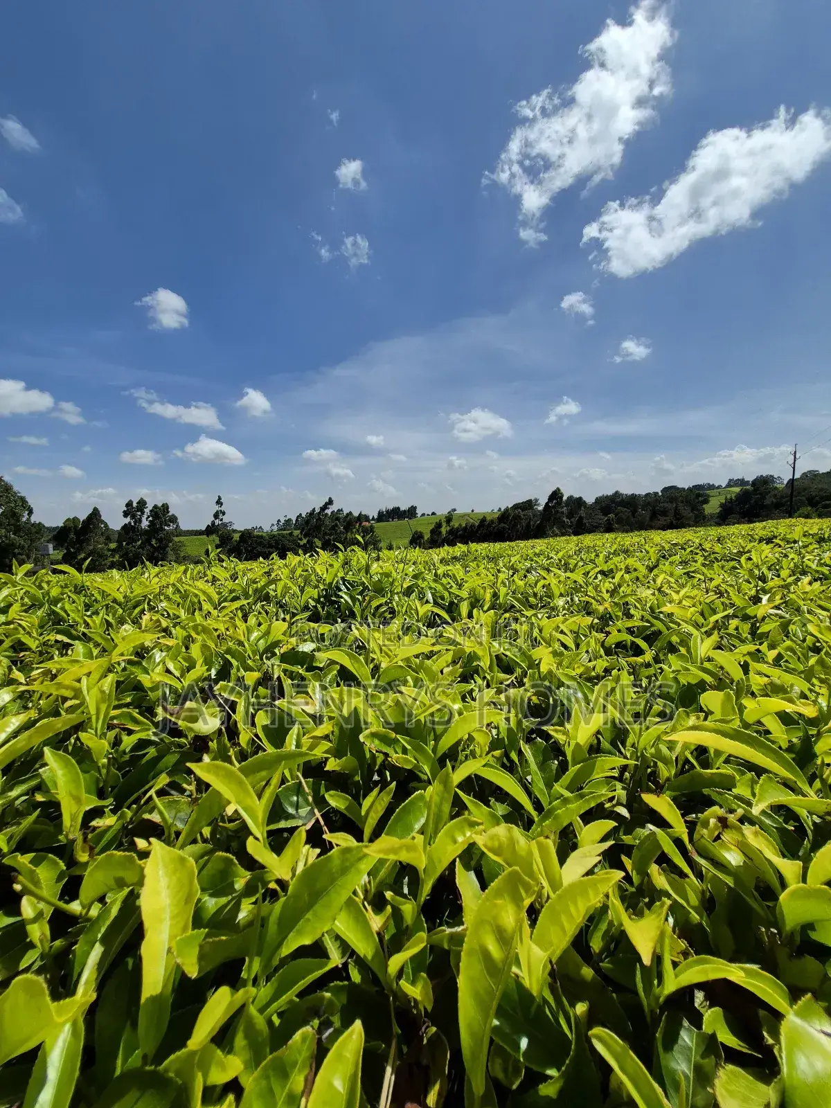 Land for Sale in Riara Ridge,Tigoni