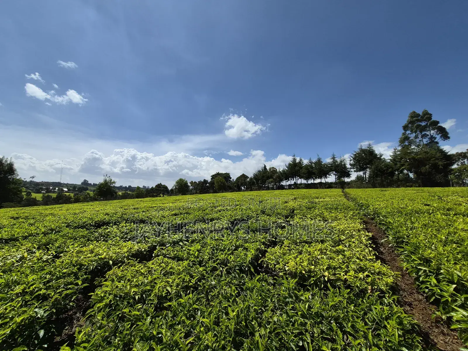 Land for Sale in Riara Ridge,Tigoni