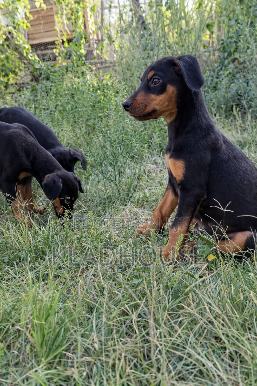 1-3 months Female Purebred Doberman Pinscher