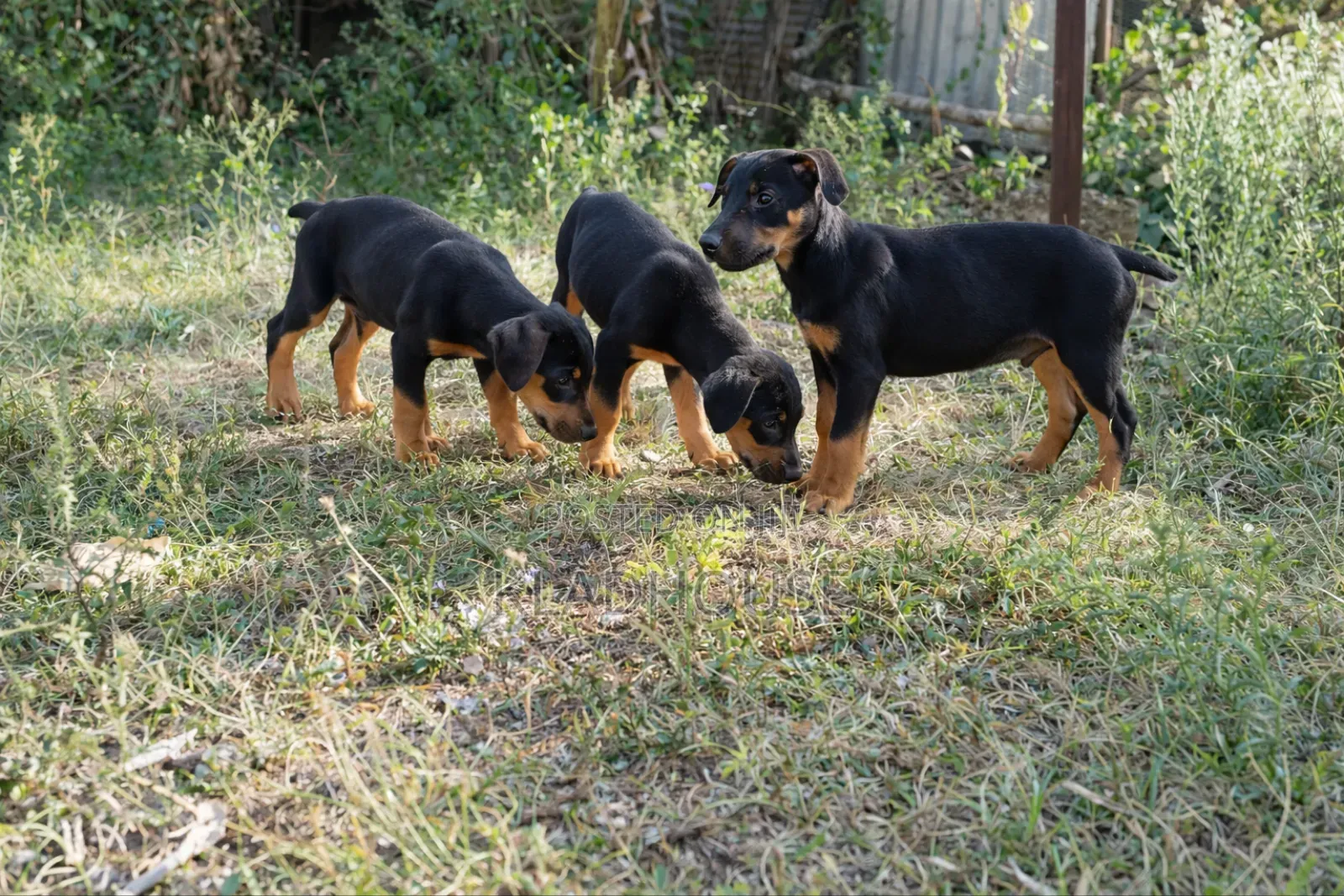 1-3 months Female Purebred Doberman Pinscher
