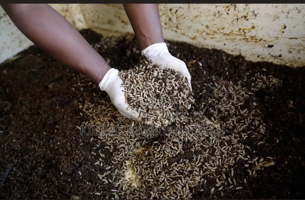 Black Soldier Fly Farm Set Up