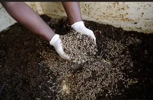 Black Soldier Fly Farm Set Up
