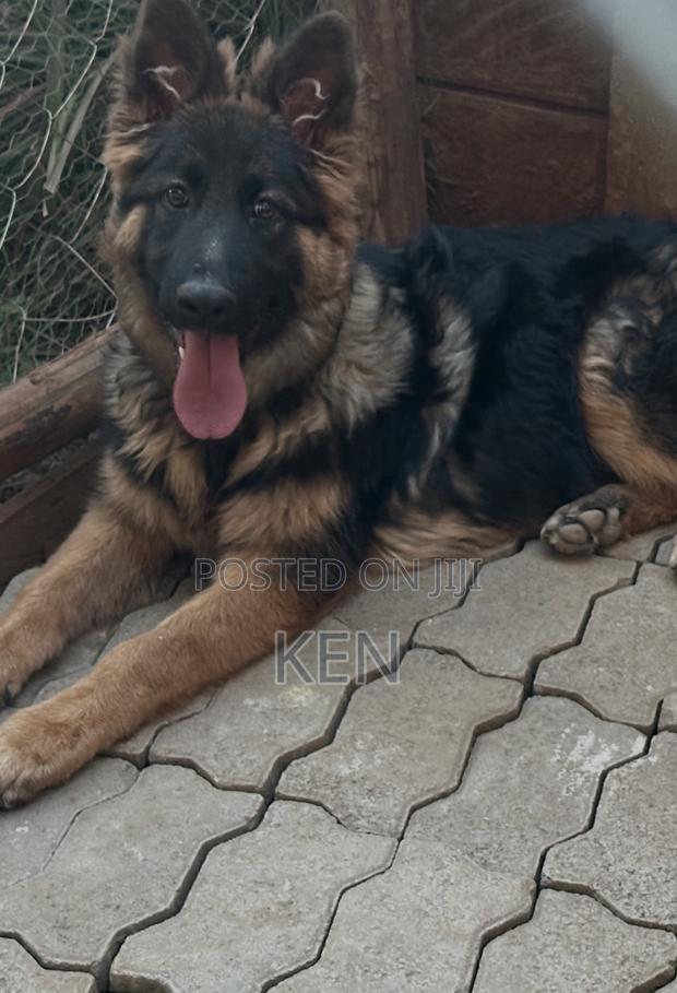 3-6 months Male Purebred German Shepherd - main view