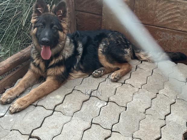 3-6 months Male Purebred German Shepherd - thumbnail 2