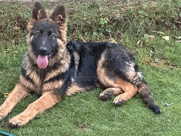 3-6 months Male Purebred German Shepherd - thumbnail 3