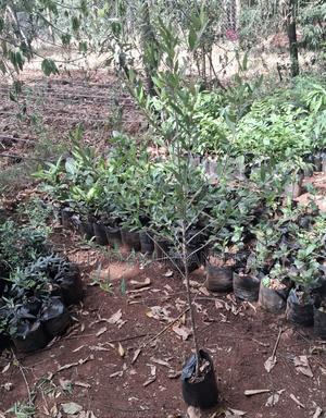 Africa Olive Tree Seedling. - main view