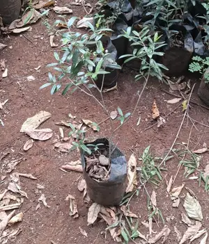 Africa Olive Tree Seedling.