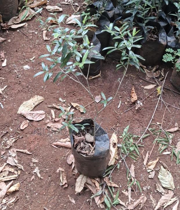 Africa Olive Tree Seedling. - thumbnail 2