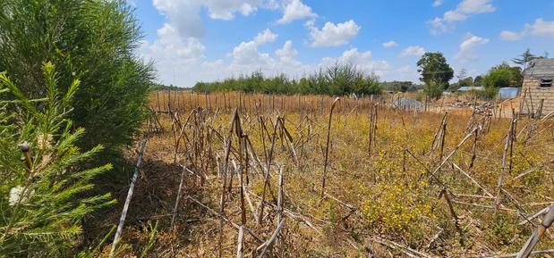 Plot for Sale in Illula Eldoret Behind Shopping Centre - thumbnail 9