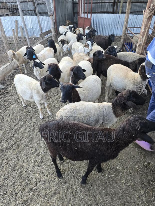 Mbuzi for Sale - thumbnail 4