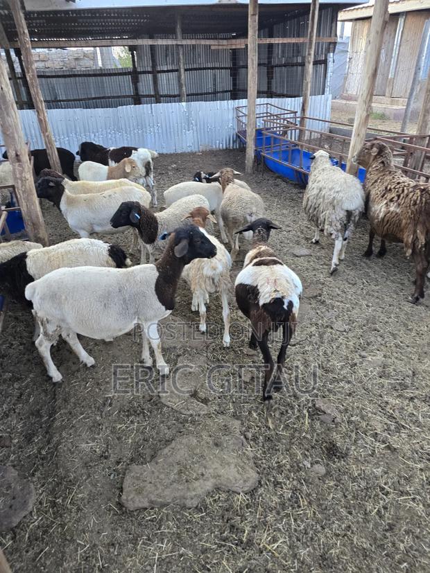 Mbuzi for Sale - thumbnail 5