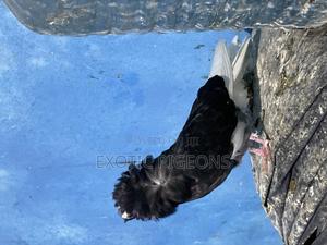 Premium Dutch Female Capuchin Pigeon - thumbnail 2
