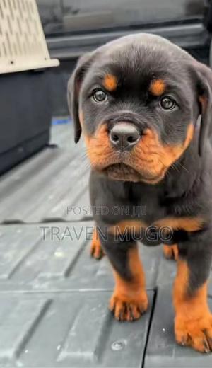 High Breeds - main view