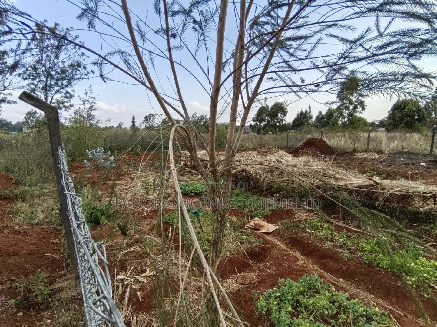 50x100 Plot for Sale in Gikambura Kikuyu Kiambu County.