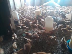 F1 Kenbro Chicken - thumbnail 2