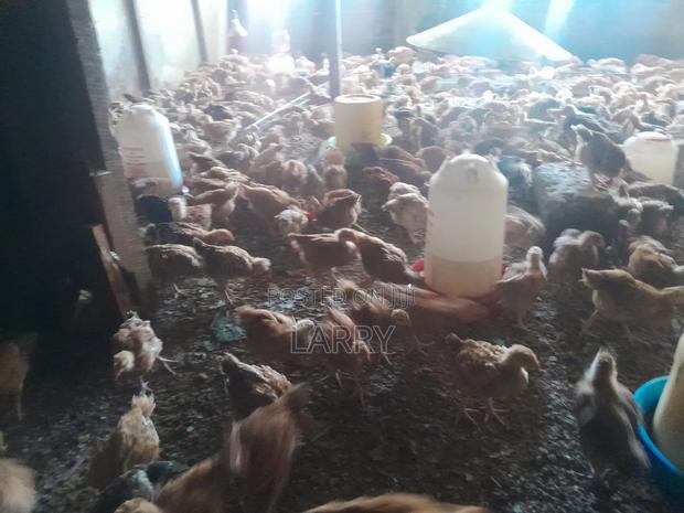 F1 Kenbro Chicken - main view