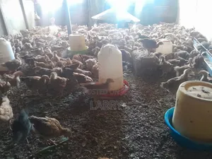 F1 Kenbro Chicken
