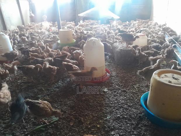 F1 Kenbro Chicken - thumbnail 3