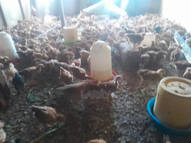 F1 Kenbro Chicken - thumbnail 4