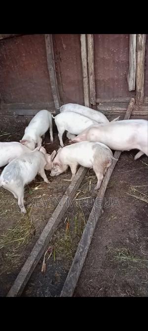 Piglets on Sale - main view