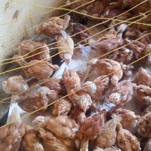 Sasso F1 Selling at 300 Each 5 Weeks Old - main view