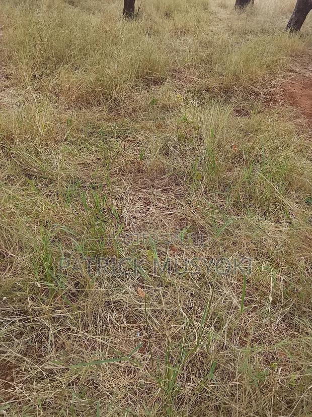 Masii Shamba - main view